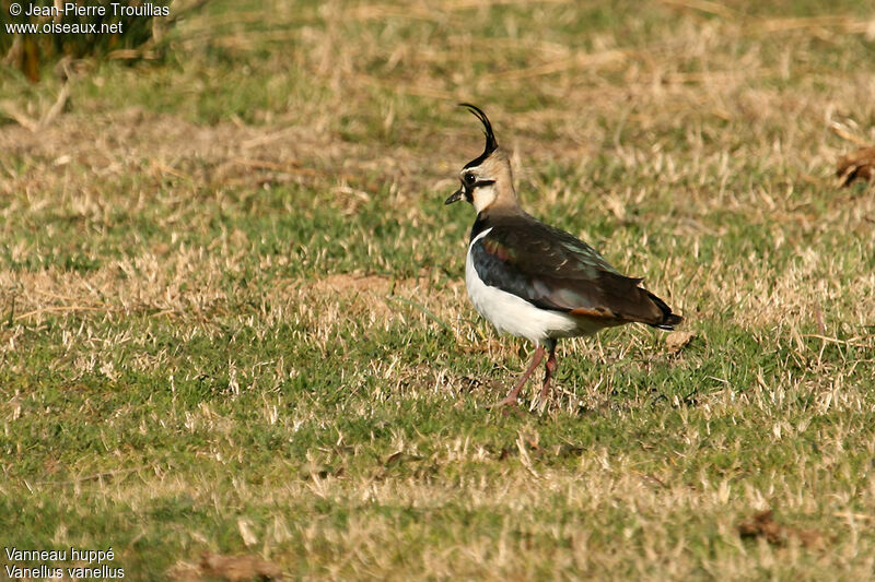 Northern Lapwing