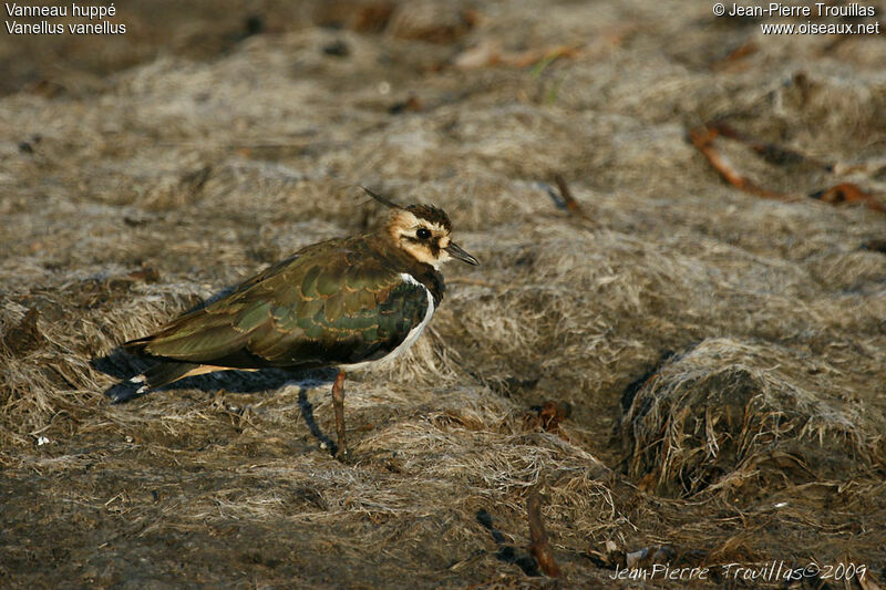 Northern Lapwing