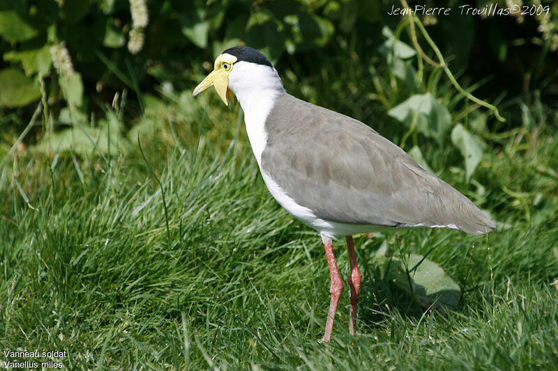 Masked Lapwing