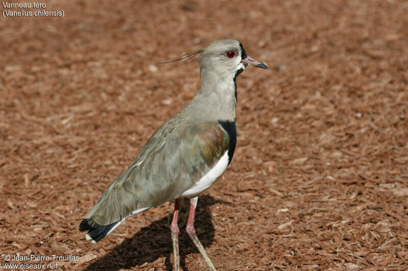 Southern Lapwing