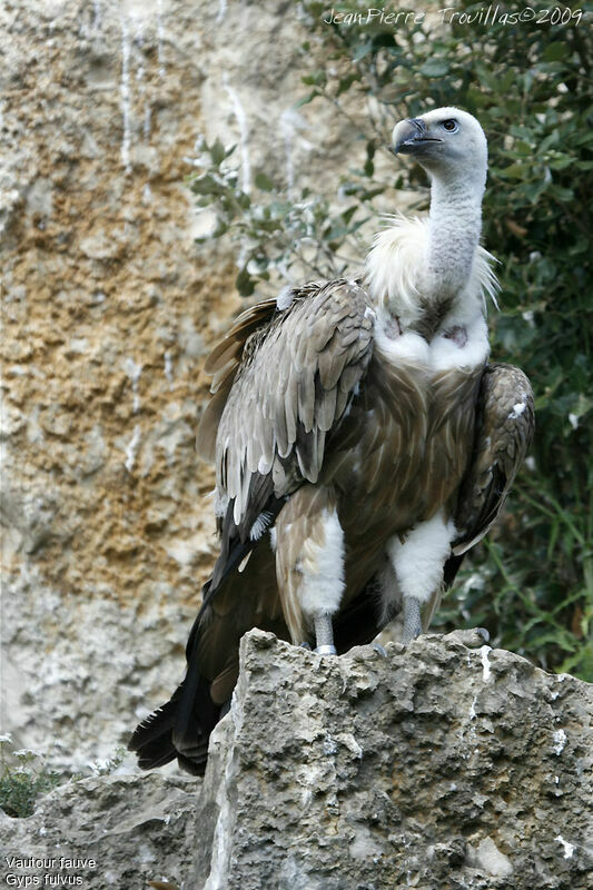 Vautour fauve