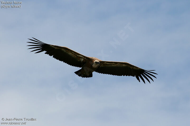 Vautour fauve