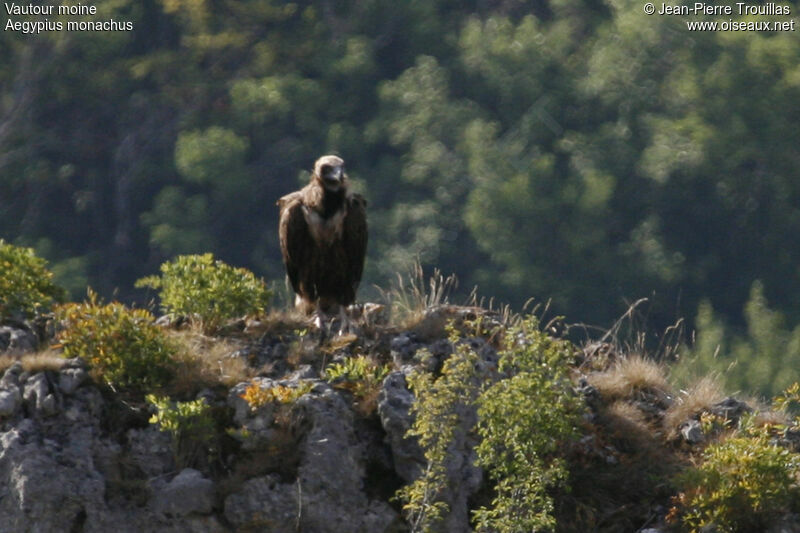 Vautour moine