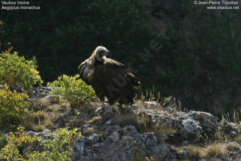 Cinereous Vulture