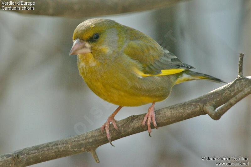 European Greenfinch