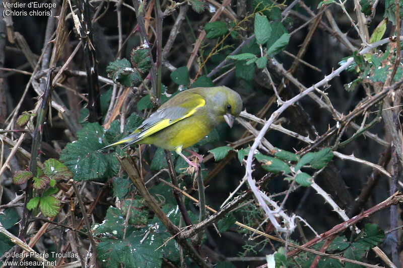 European Greenfinch