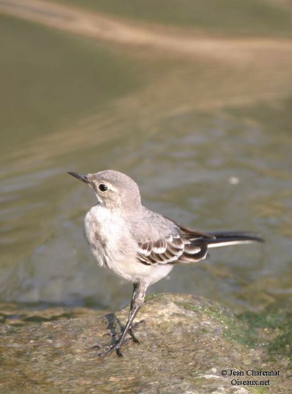 White Wagtail