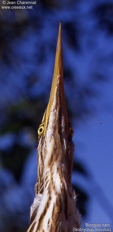 Little Bittern