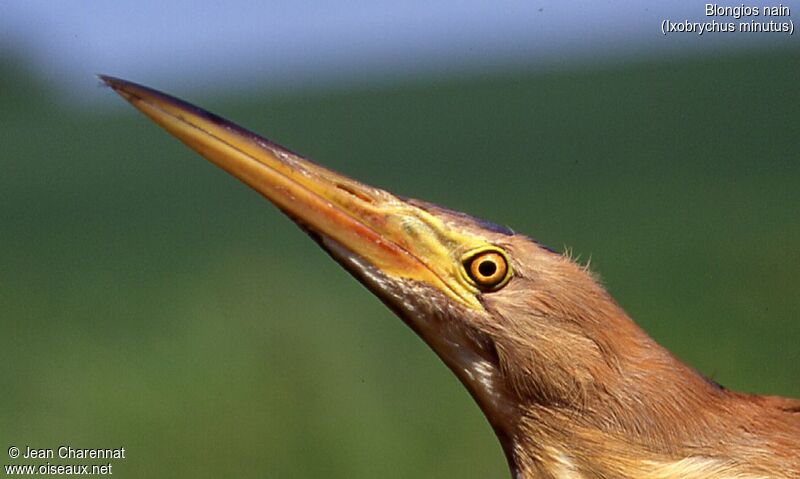 Little Bittern