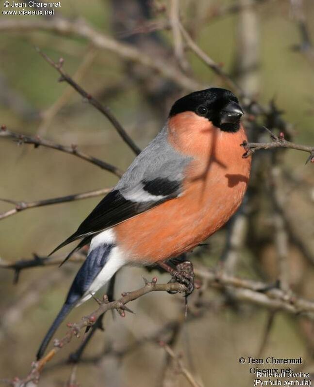 Eurasian Bullfinch