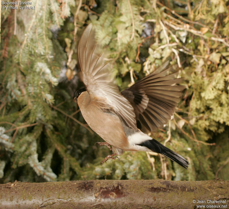 Eurasian Bullfinch