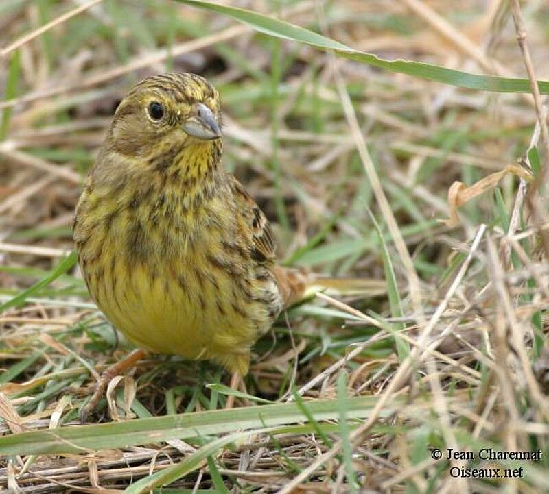 Bruant jaune