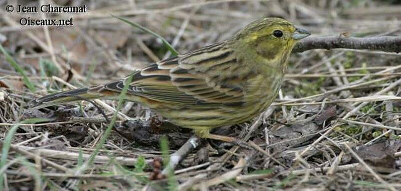 Bruant jaune