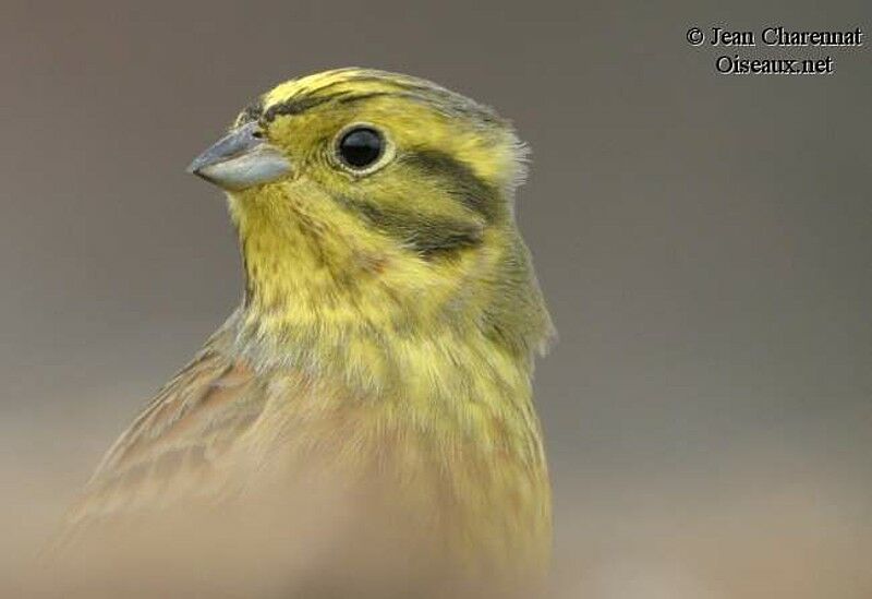 Yellowhammer