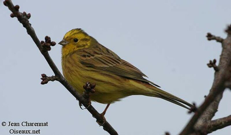 Bruant jaune