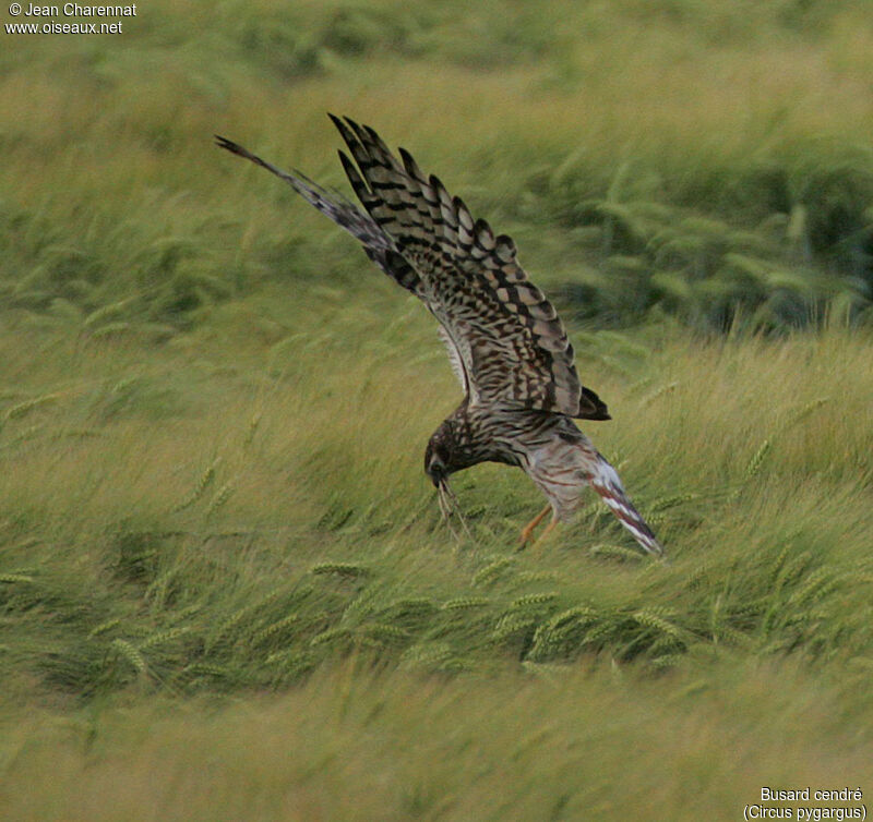 Montagu's Harrier