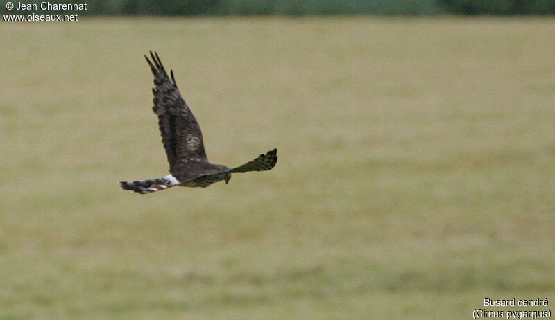 Montagu's Harrier