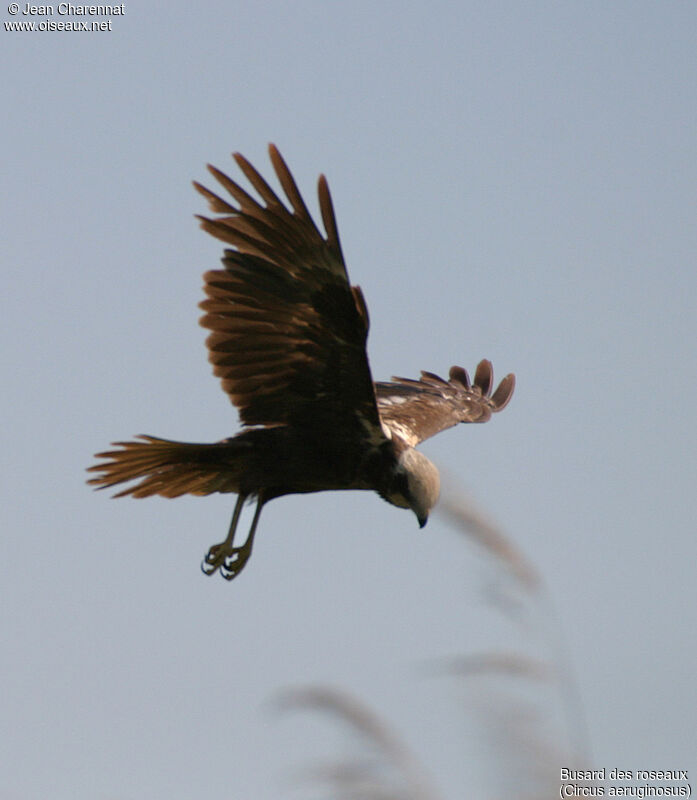 Western Marsh Harrier