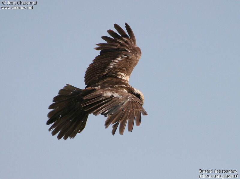 Western Marsh Harrier