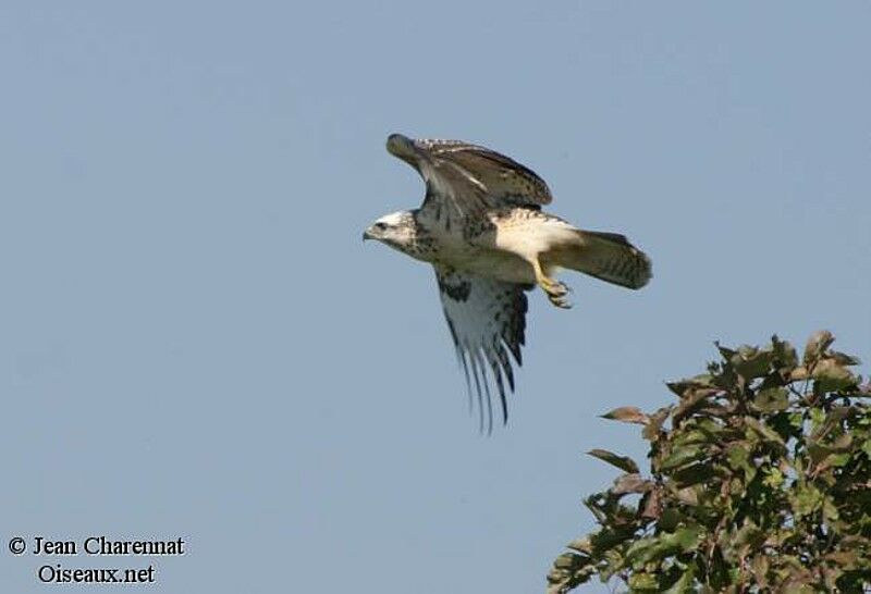 Common Buzzard