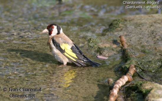 Chardonneret élégant