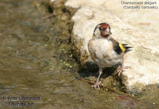 Chardonneret élégant