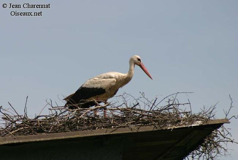 White Stork