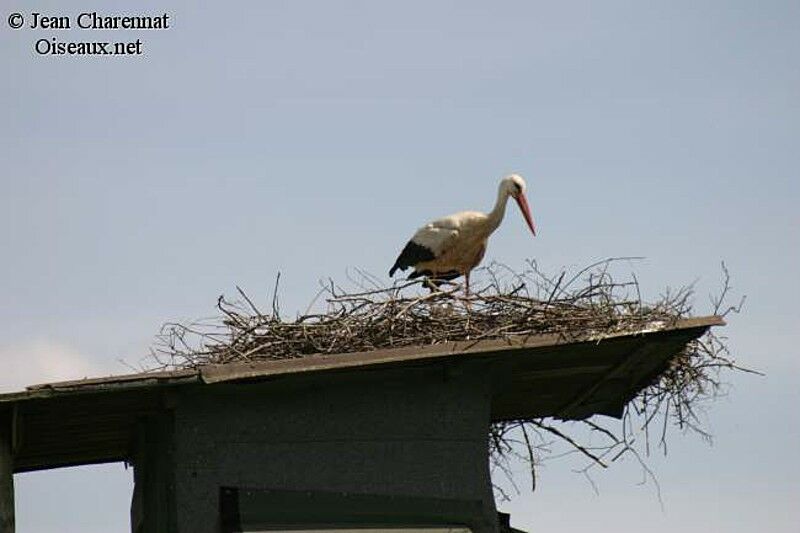 White Stork