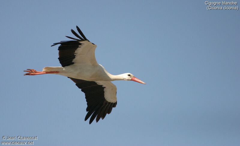 Cigogne blanche