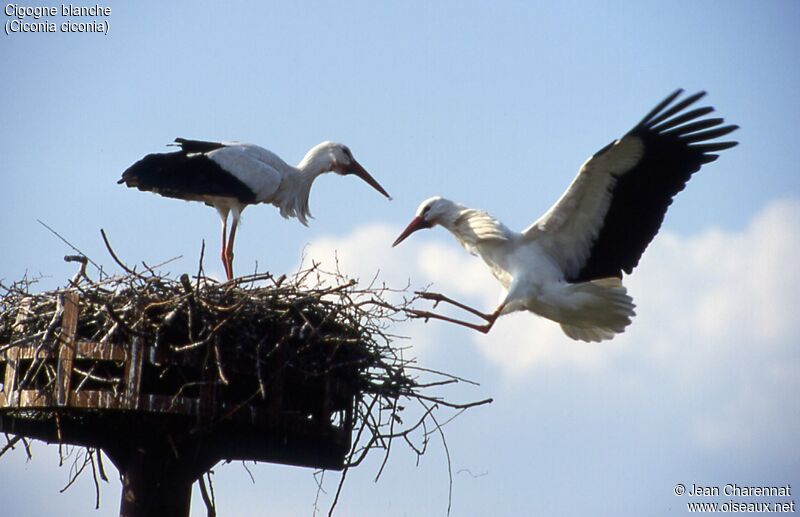 Cigogne blanche