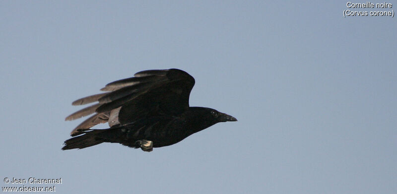 Carrion Crow