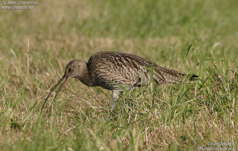 Courlis cendré