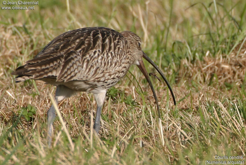 Eurasian Curlew