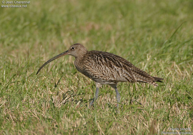 Eurasian Curlew