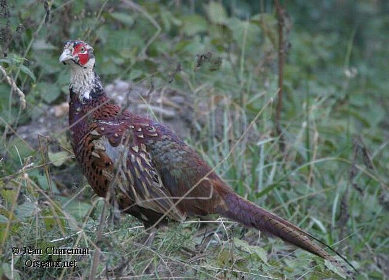 Common Pheasant