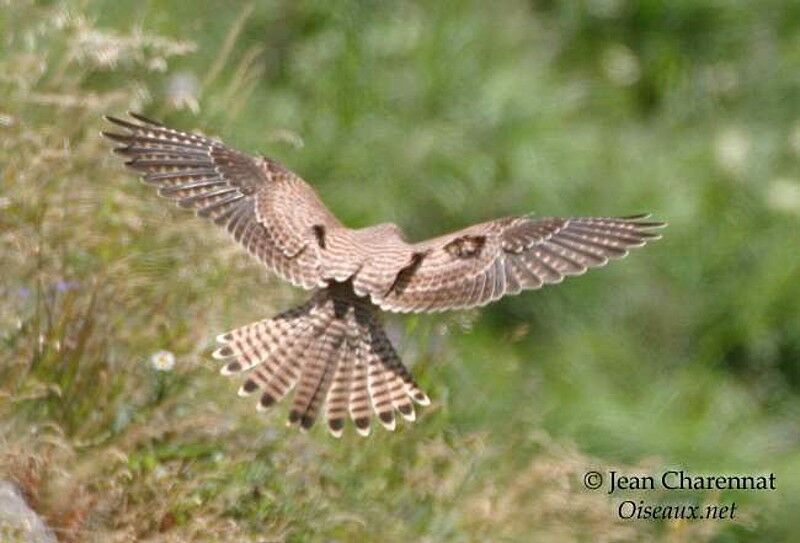 Common Kestrel