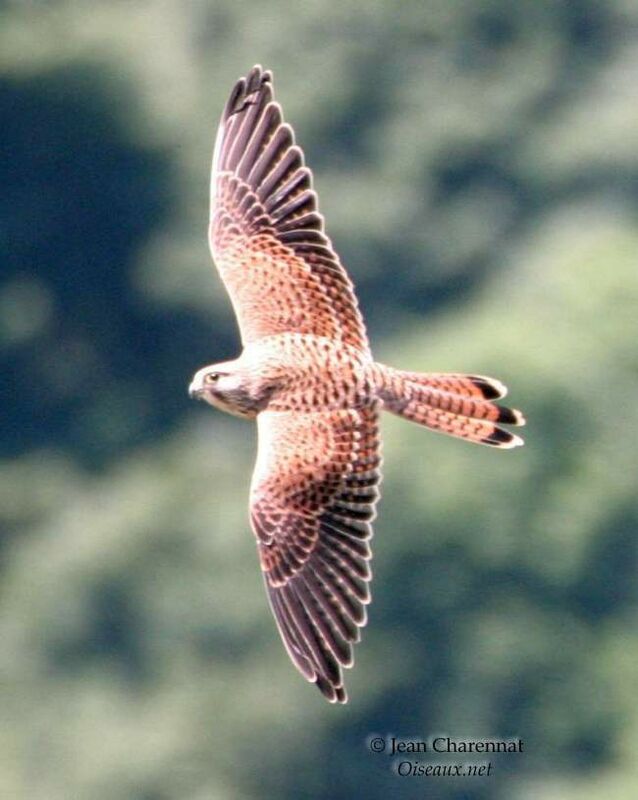 Common Kestrel