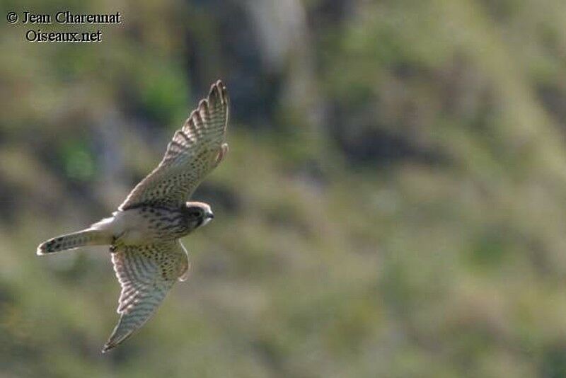 Common Kestrel