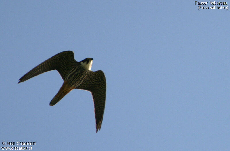 Eurasian Hobby