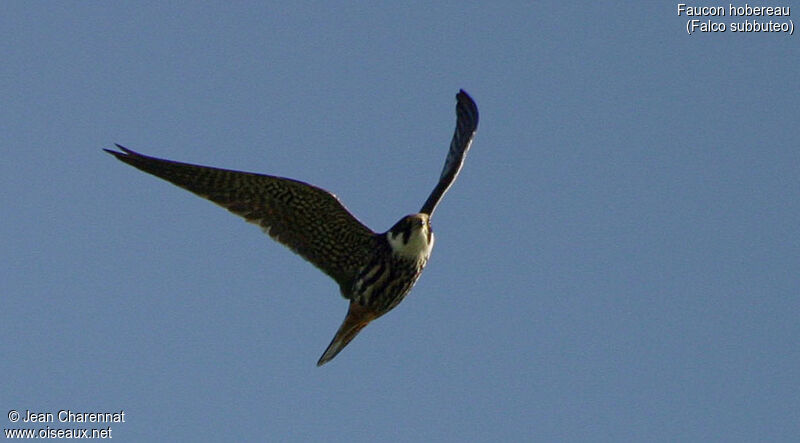 Eurasian Hobby