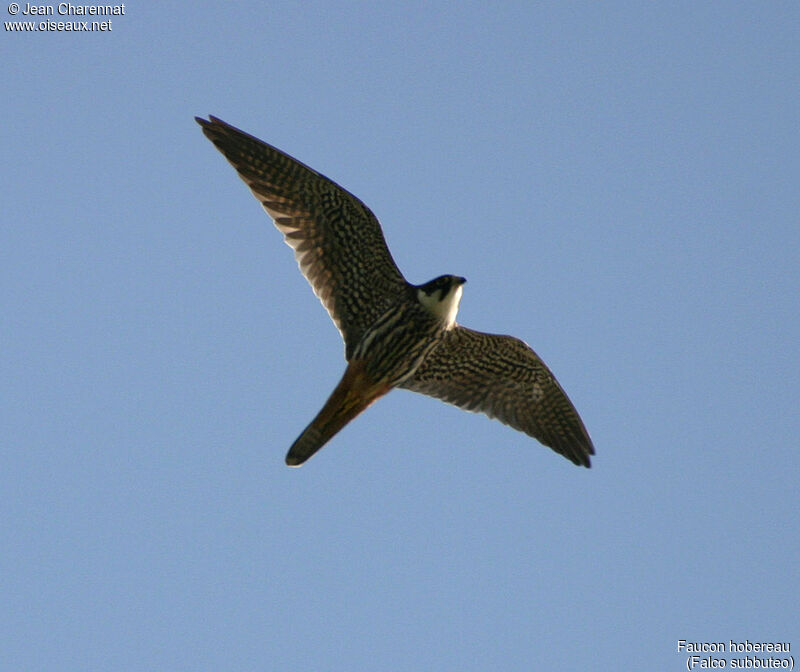 Eurasian Hobby