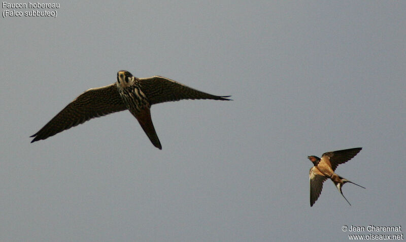 Eurasian Hobby