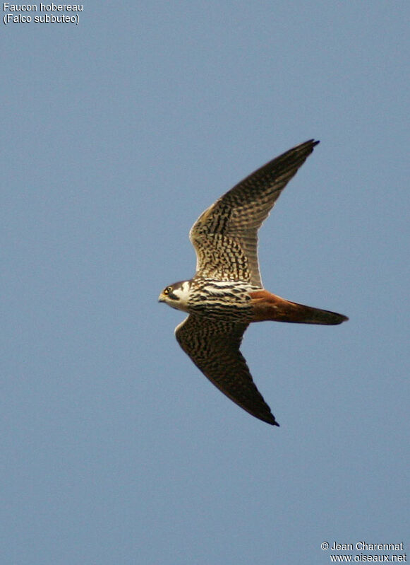 Eurasian Hobby