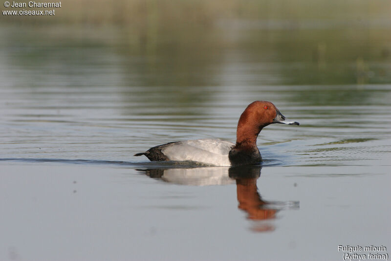 Common Pochard