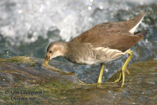 Gallinule poule-d'eau