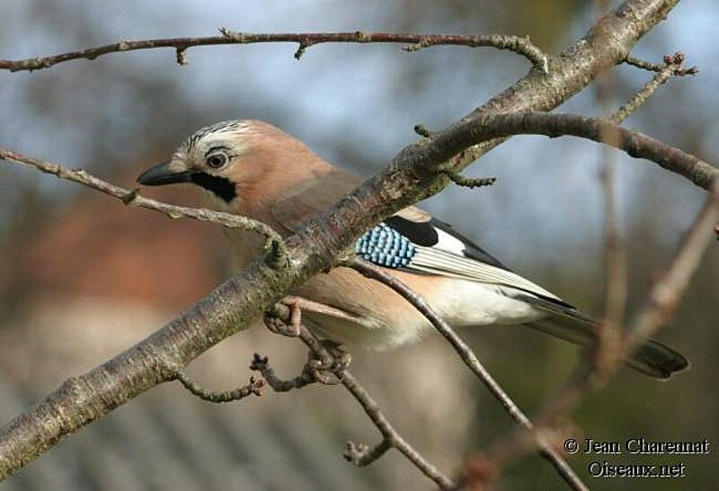 Eurasian Jay