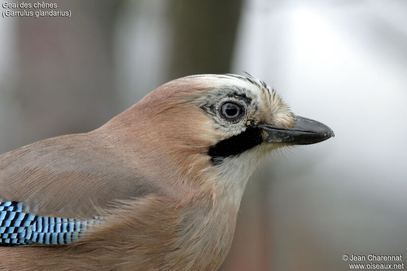 Eurasian Jay