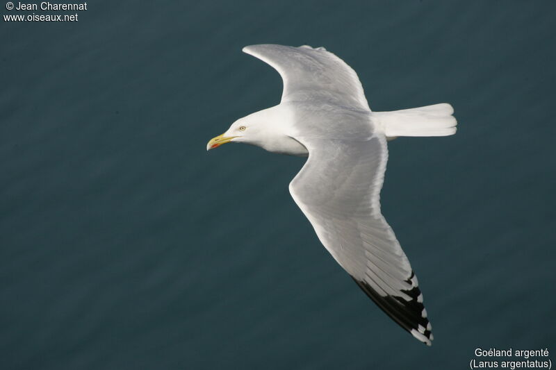 European Herring Gull