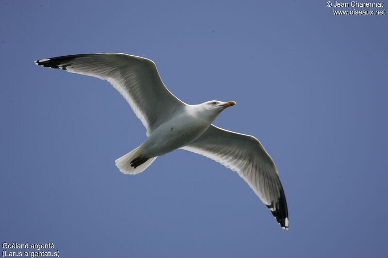 European Herring Gull