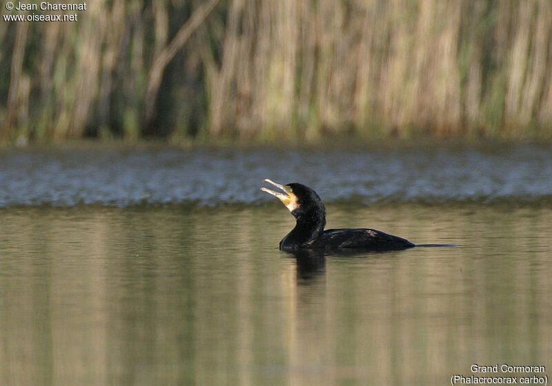 Great Cormorant